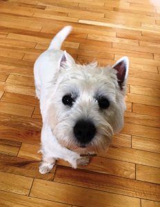 Stewart's Collector's Tin Medium Sitting West Highland White Terrier Westie Dog 