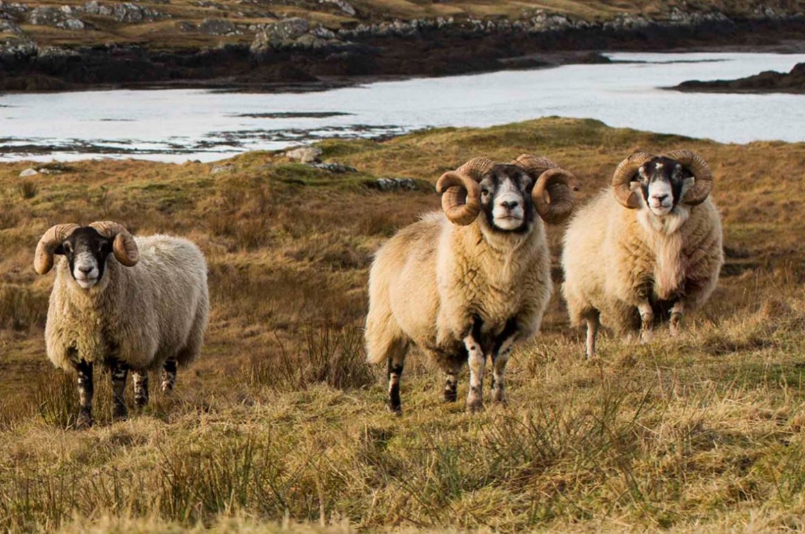 The Hebrides & Harris Tweed